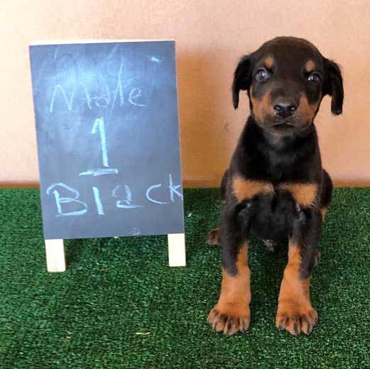 Aria Dobermans Male 1 2020 Litter RO